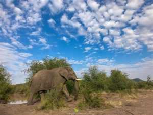 Home Professionele smartphonefotografie in de natuur: een safari foto demonstreert hoe je mooiste foto's maakt met je smartphone