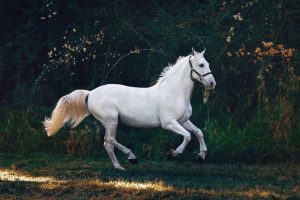 Home Bruin paard in weide - waar je aan moet denken als je eraan begint met paardenbezit