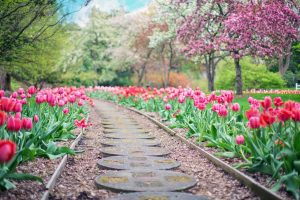 Home Verscheidenheid aan groene tuinplanten in verschillende seizoenen met inheemse soorten voor biodiversiteit