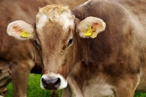 Home Boer voert agrarisch onderzoek uit op veld voor duurzame landbouwpraktijken